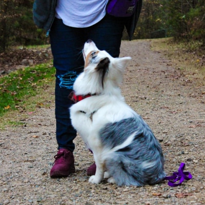 DOG OBEDIENCE TRAINING