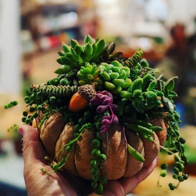 MOBILE INDOOR PLANTS