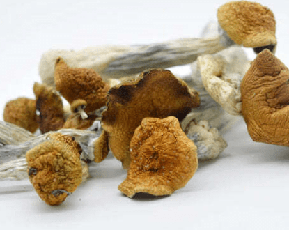 MEDICINAL MUSHROOM