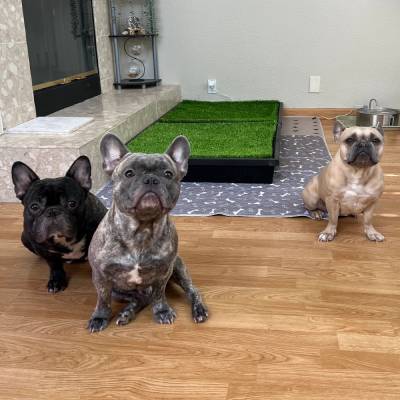 PET ODOR DEODORIZING SERVICE