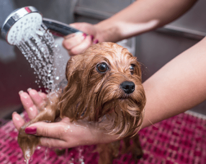 PET BATHING SERVICES
