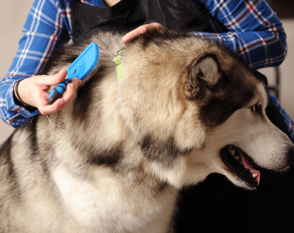 DOG DESHEDDING SERVICES
