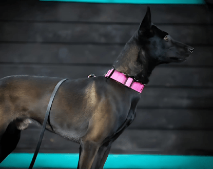 DOG OBEDIENCE TRAINING