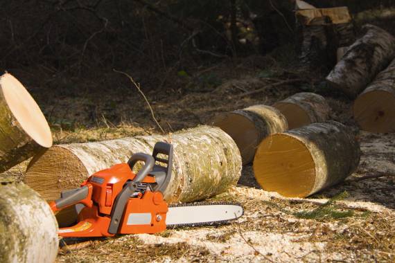 Tiny Tim Tree Service