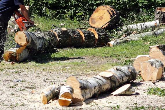 Tiny Tim Tree Service