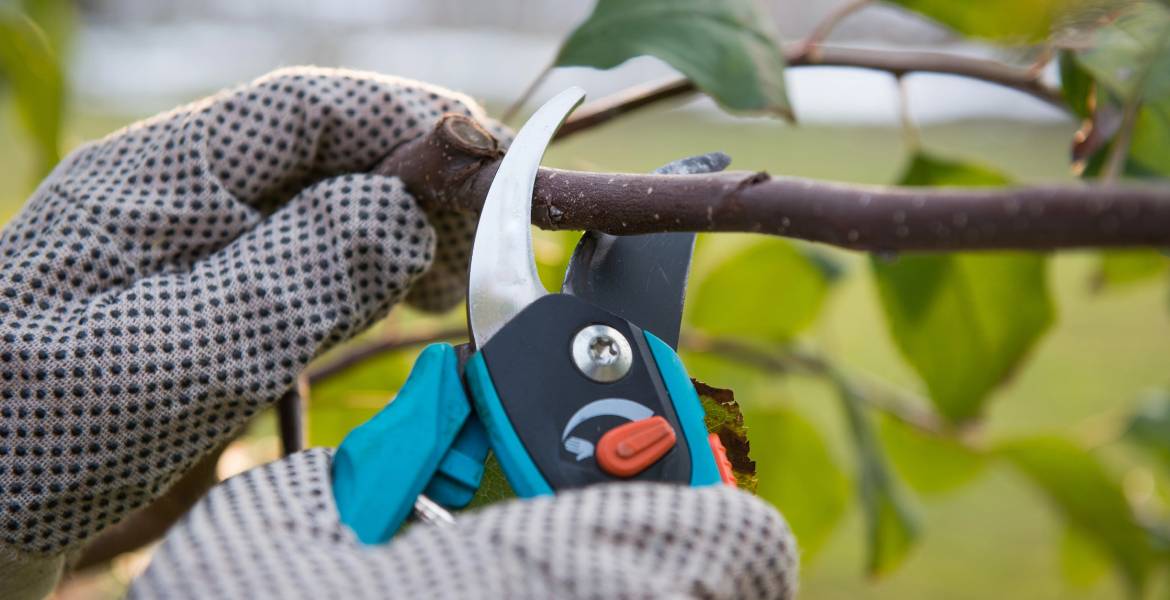 Tiny Tim Tree Service