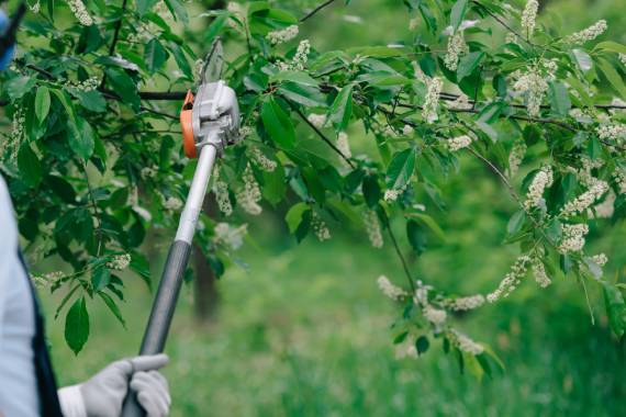 Tiny Tim Tree Service