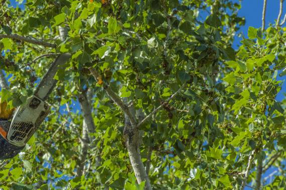 Tiny Tim Tree Service