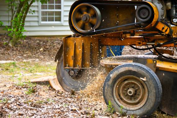 Tiny Tim Tree Service