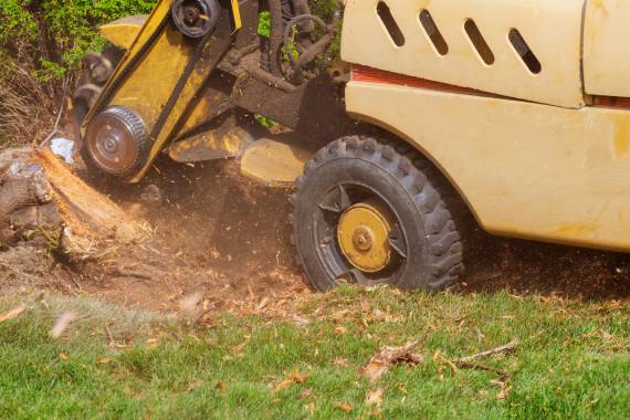 Tiny Tim Tree Service
