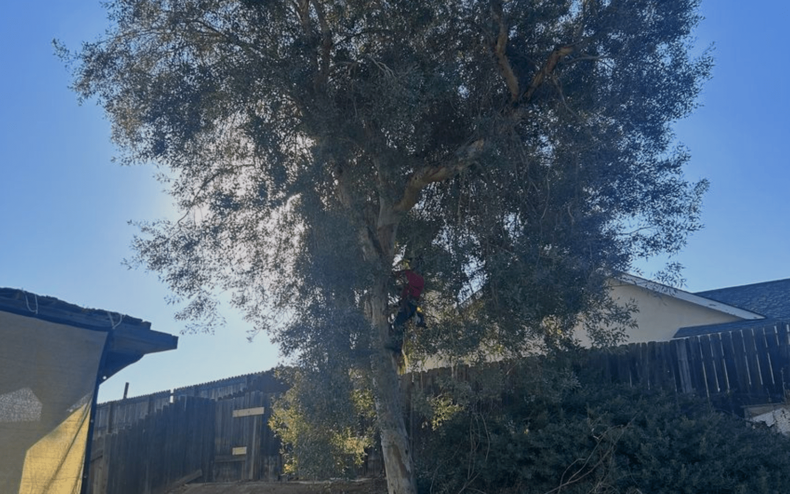 Tree Trimming