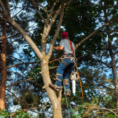 TREE TRIMMING