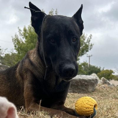 DOG OBEDIENCE TRAINING