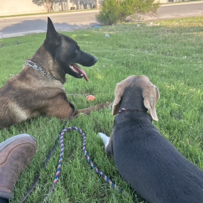 DOG PROTECTION TRAINING