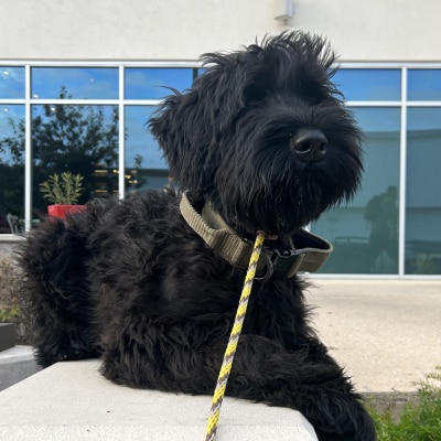 DOG BEHAVIOR MODIFICATION