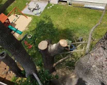 TREE REMOVAL