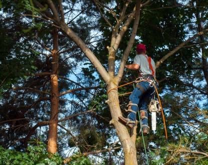 TREE PRUNING