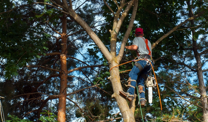 J&A Brothers Tree Service & Landscaping