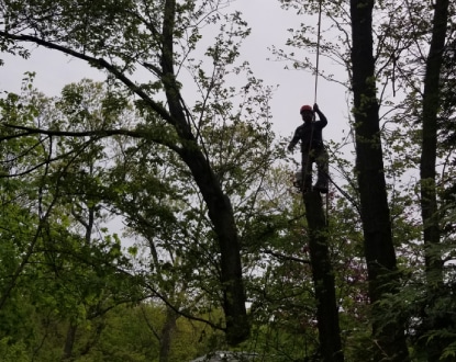 TREE TRIMMING