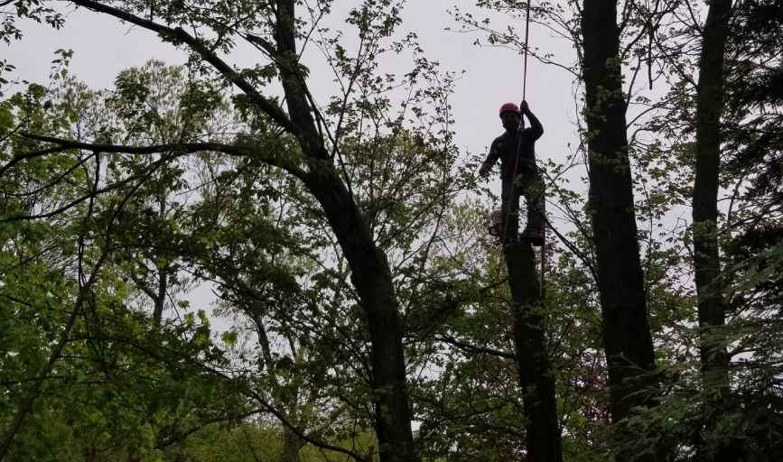 J&A Brothers Tree Service & Landscaping