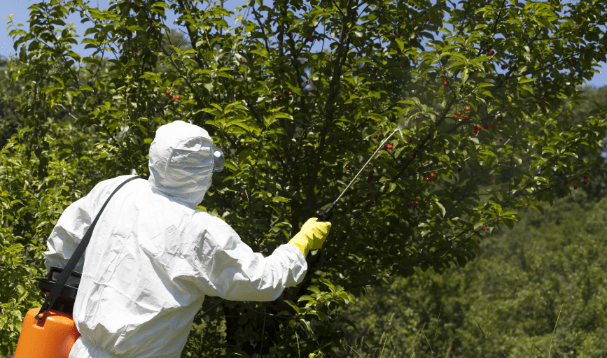 Forward Quarter Horses