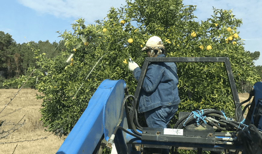 Forward Quarter Horses
