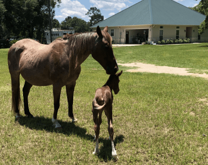 QUARTER HORSE BREEDING