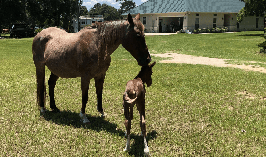 Forward Quarter Horses