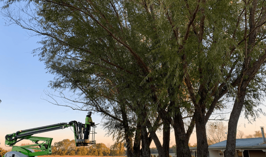 Seabee's Tree Service