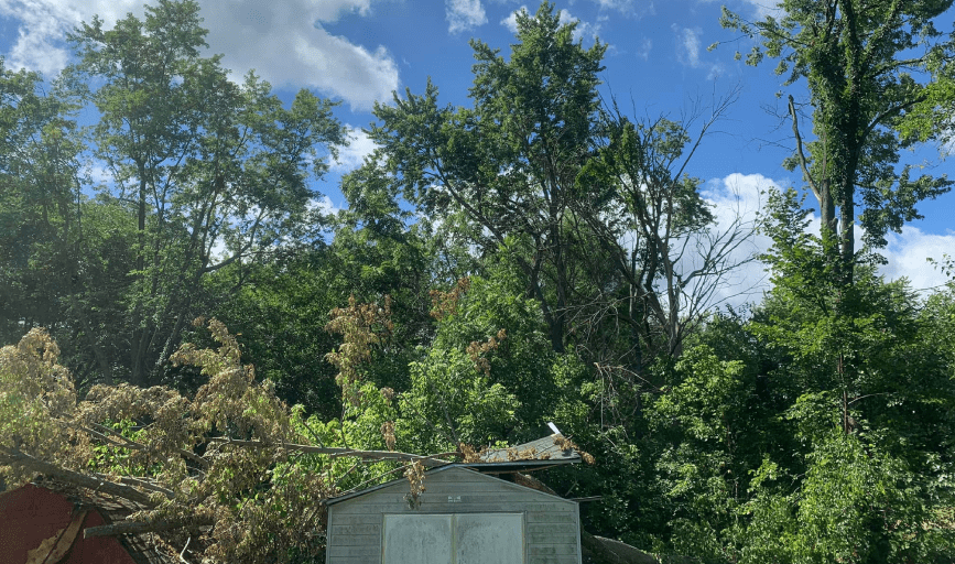 Seabee's Tree Service