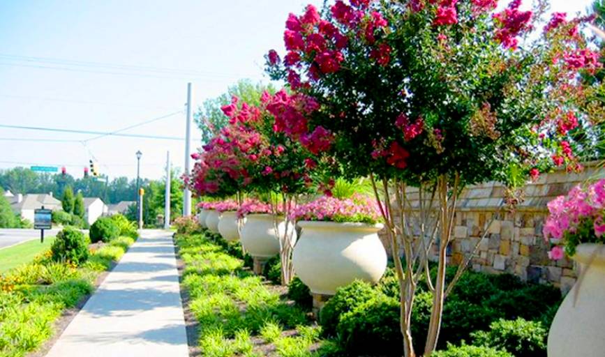 Affordable Lawn Care	