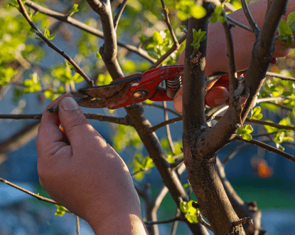 TREE TRIMMING