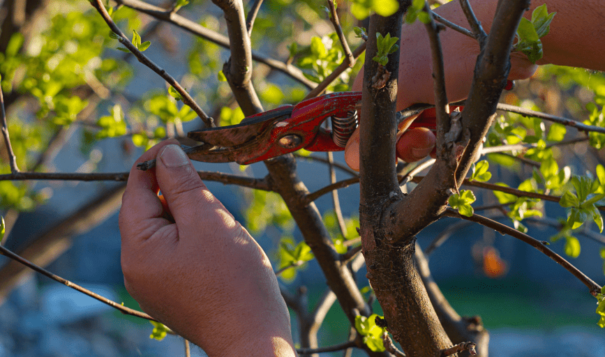 Green Apple Landscaping