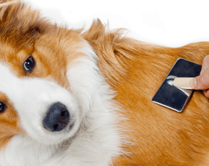 DE-SHEDDING TREATMENT