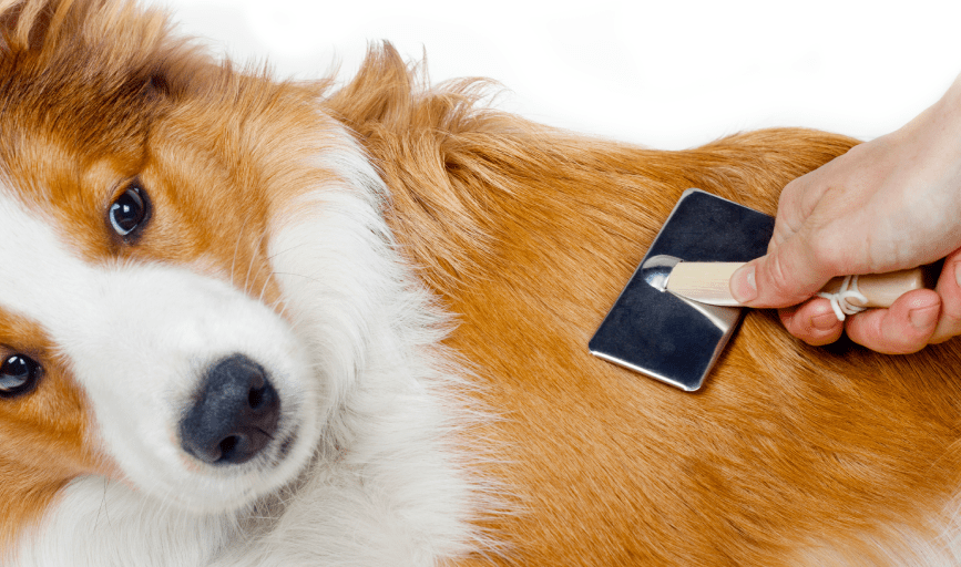 Torrey BeUtahful Grooming