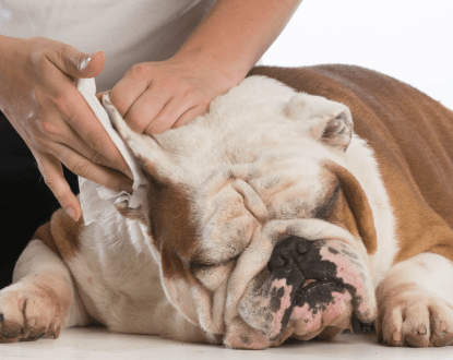 DOG EAR CLEANING