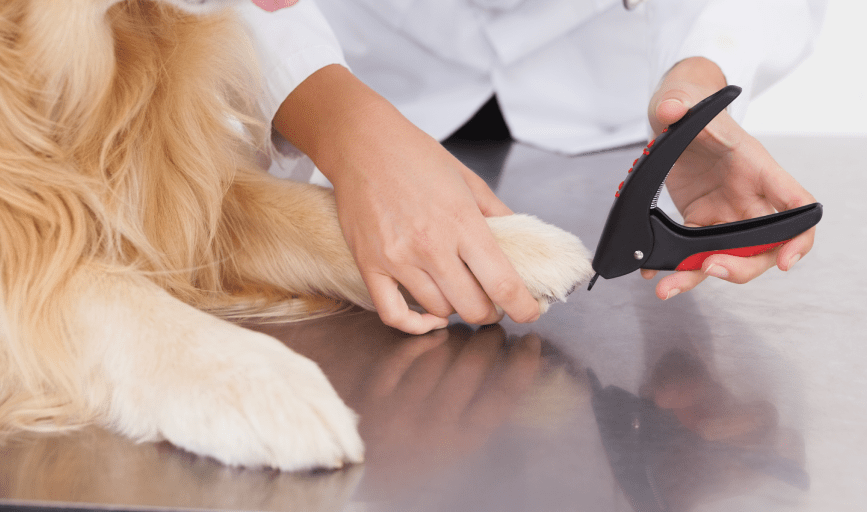 Torrey BeUtahful Grooming