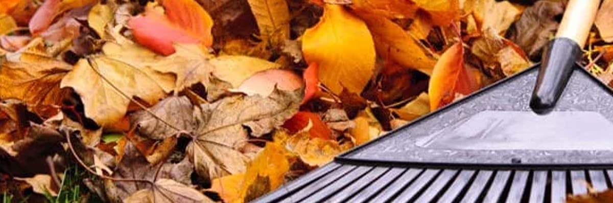 Leaf Clean Up
