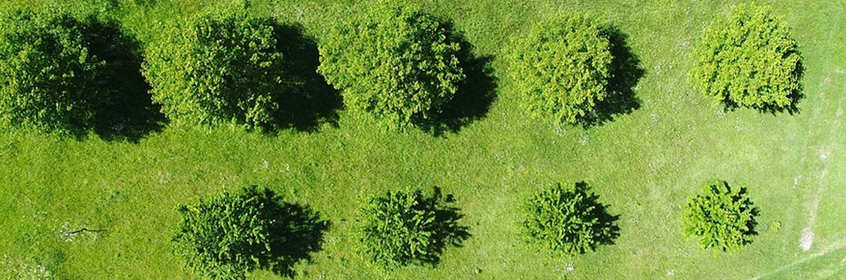 Shrub Trimming