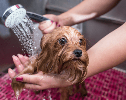 PET BATHING SERVICES