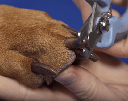 DOG NAIL TRIMMING