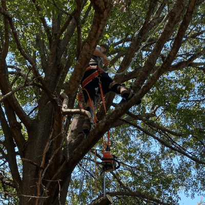 TREE SERVICES