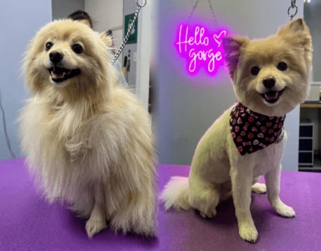 Dog Gone Gorgeous Mobile Pet Spa