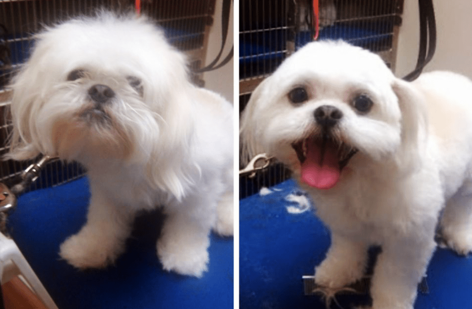 Dog Gone Gorgeous Mobile Pet Spa