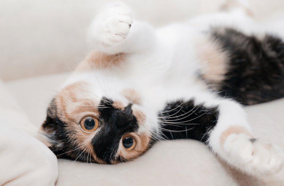 Dog Gone Gorgeous Mobile Pet Spa