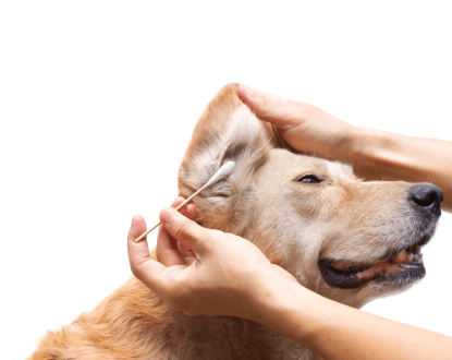 PET EAR CLEANING