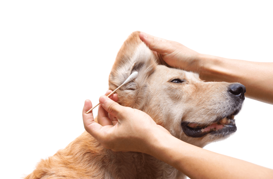 Dog Gone Gorgeous Mobile Pet Spa