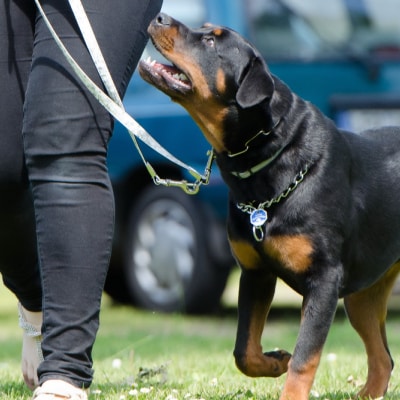 DOG BEHAVIOR TRAINING