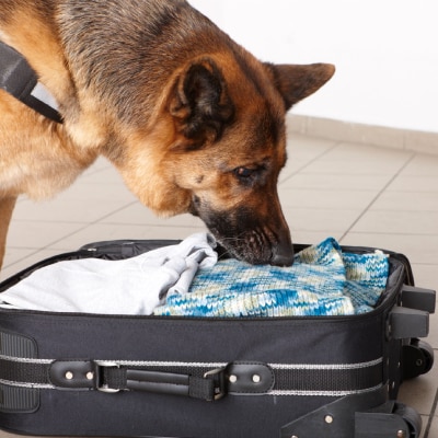 DETECTION DOG TRAINING