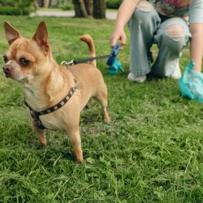 RESIDENTIAL PET WASTE REMOVAL